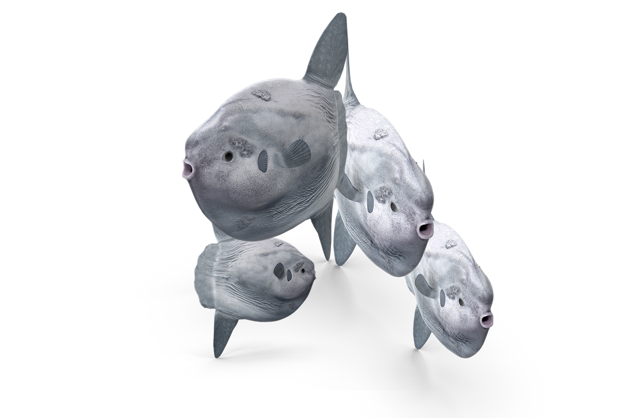 Salida de buceo con peces luna (mola mola)
